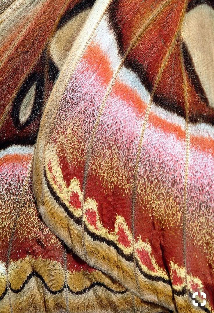 METAMORFOSIS | MAYO 24