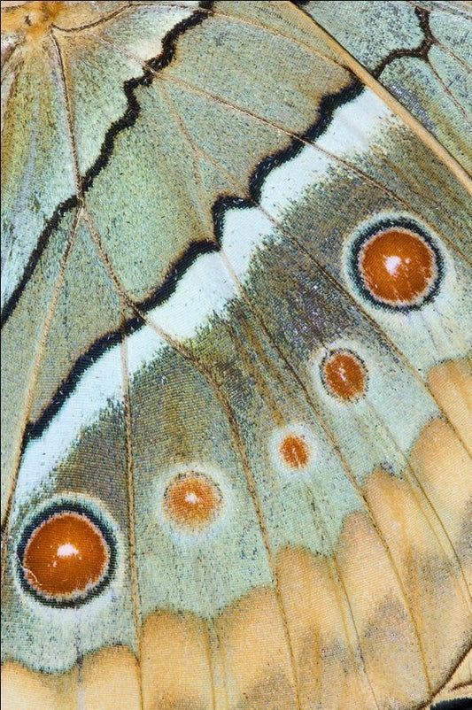METAMORFOSIS | MAYO 24