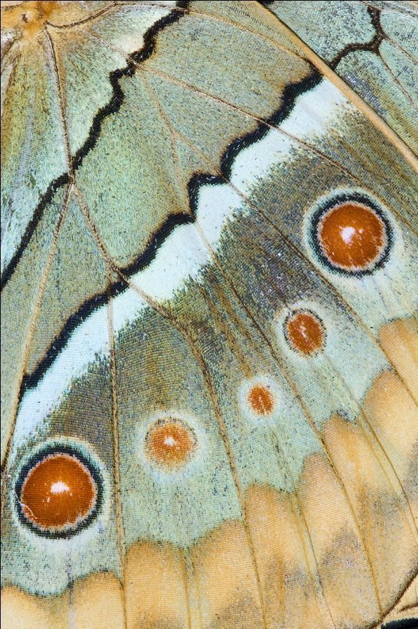 METAMORFOSIS | MAYO 24