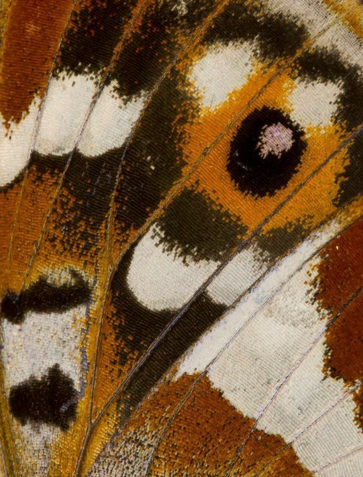 METAMORFOSIS | MAYO 24